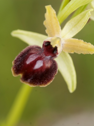 ophrys pseudoatrata in Lucania